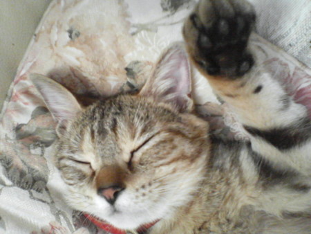 f:id:emu-maharis:20081225130557j:image