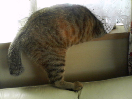 f:id:emu-maharis:20081225131155j:image