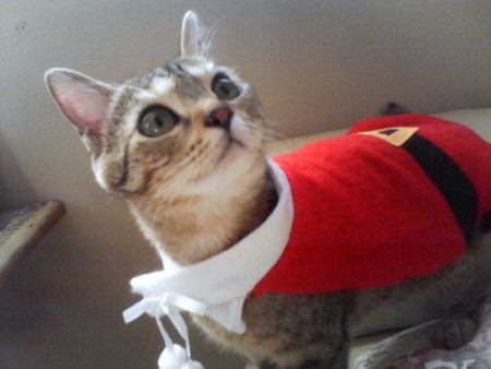 f:id:emu-maharis:20081225160159j:image