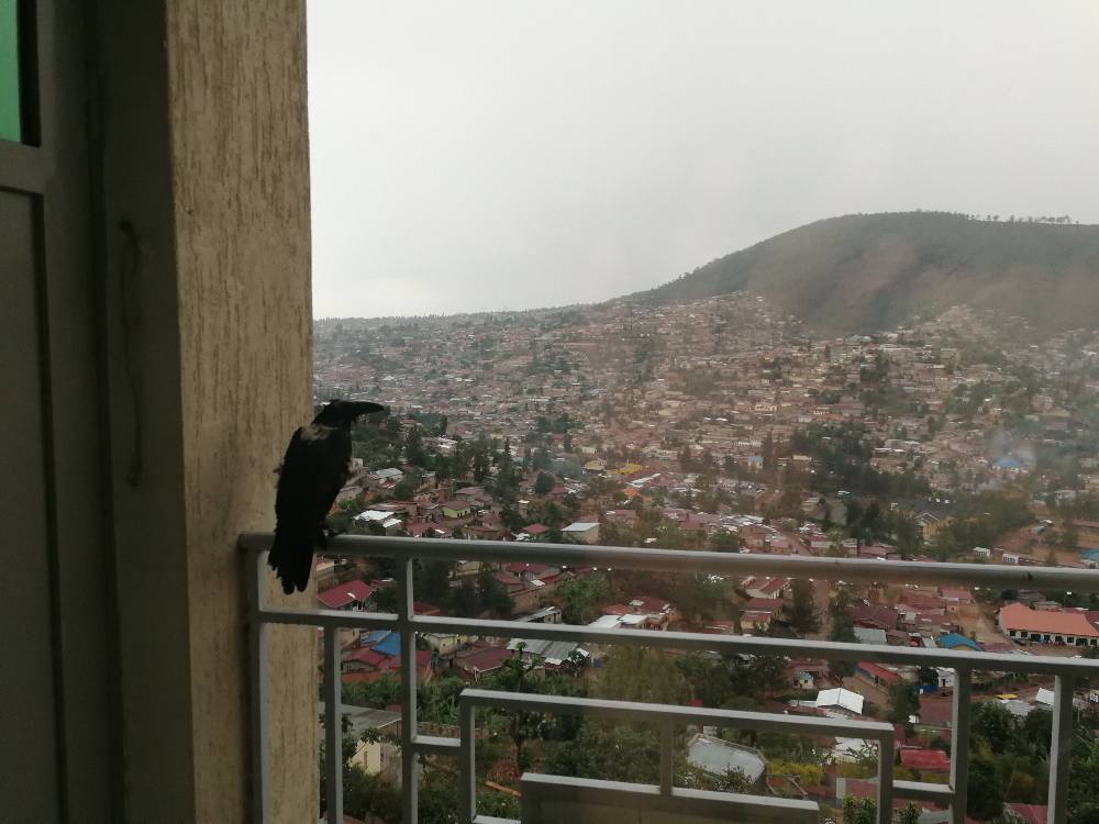 f:id:emu-water8:20191122170723j:plain f:id:emu-water8:20191122170723j:plain
