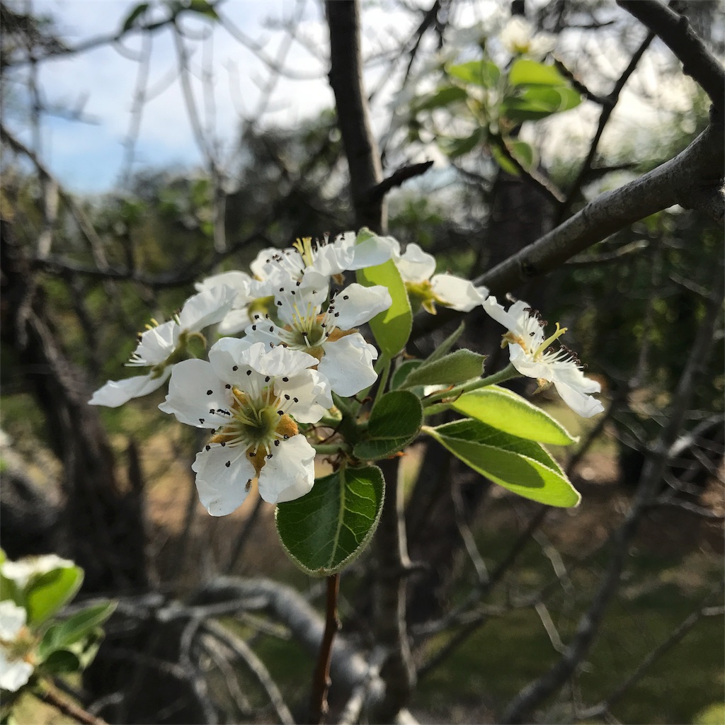 f:id:emu_melissa:20181008192902j:image