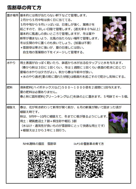 雪割草familyのブログ 雪割草familyのブログ