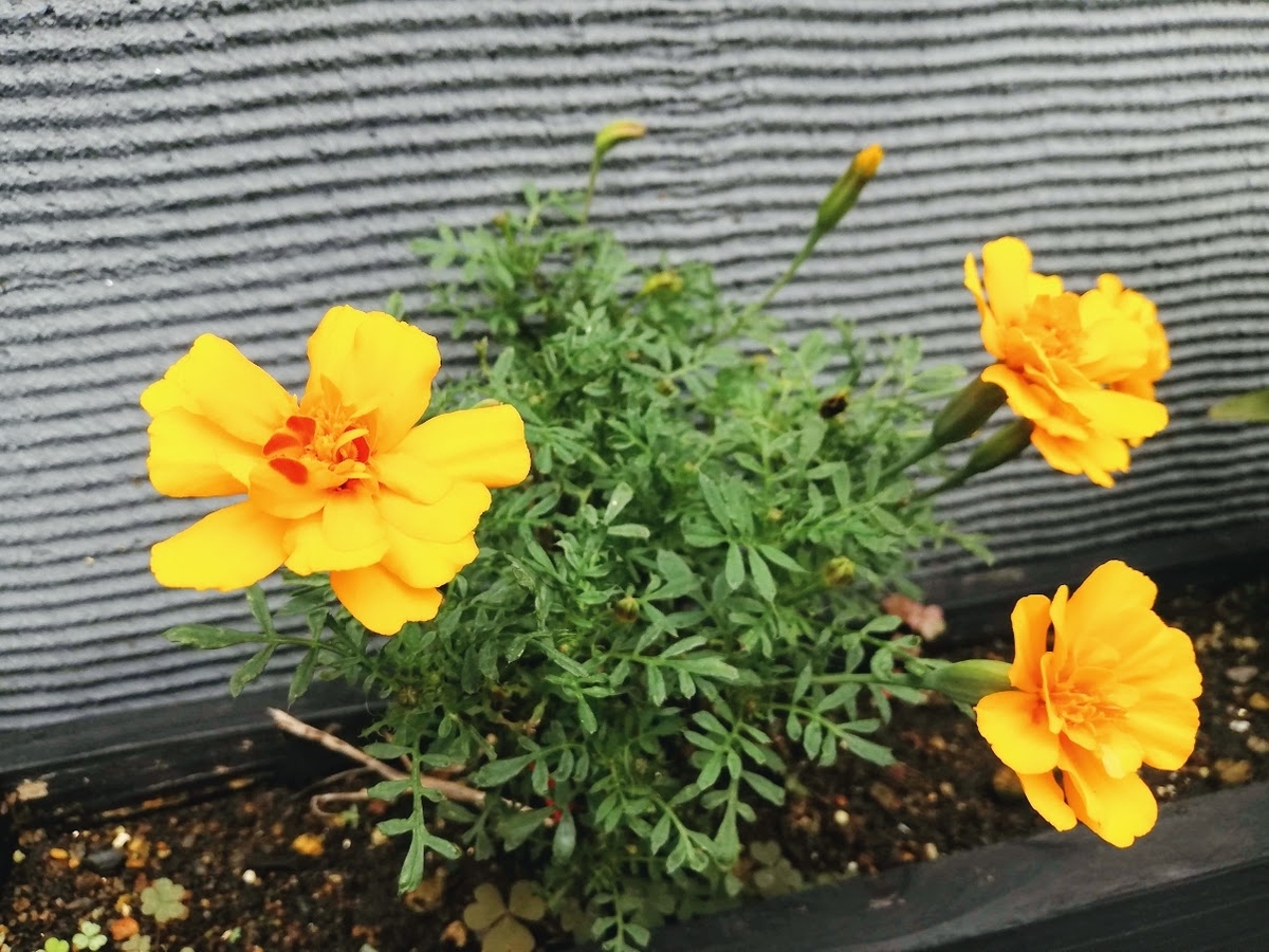真夏の強烈な西日にも負けない 暑さにとことん強いおすすめの花５選 静かに暮らしたい