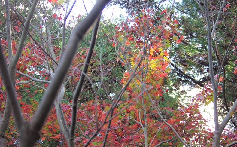 f:id:emukobb:20090101000036j:plain