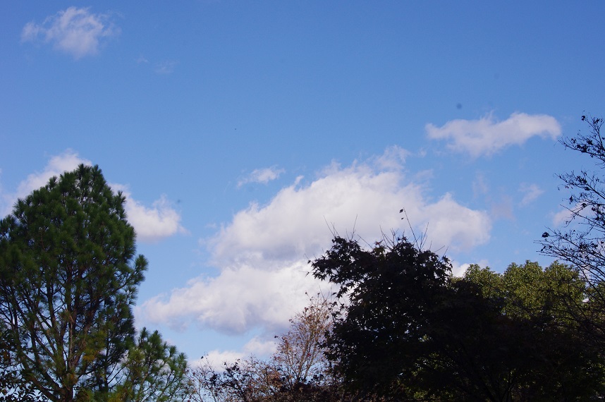 f:id:emukobb:20090101000059j:plain