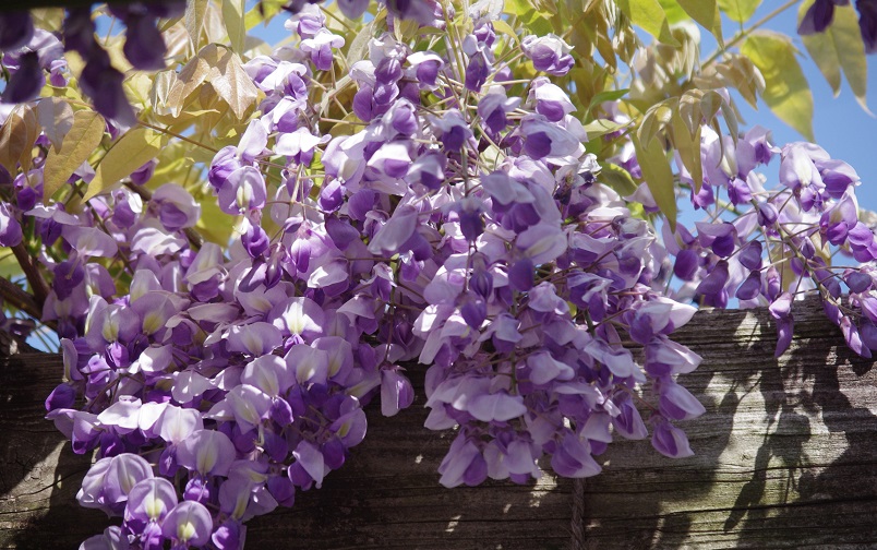 f:id:emukobb:20090430090416j:plain f:id:emukobb:20090430090416j:plain