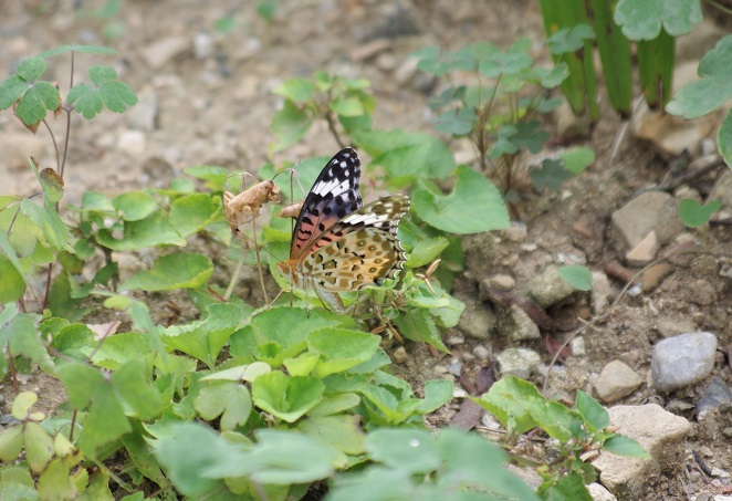 f:id:emukobb:20090804150146j:plain