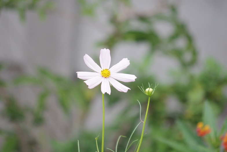f:id:emukobb:20090924151029j:plain