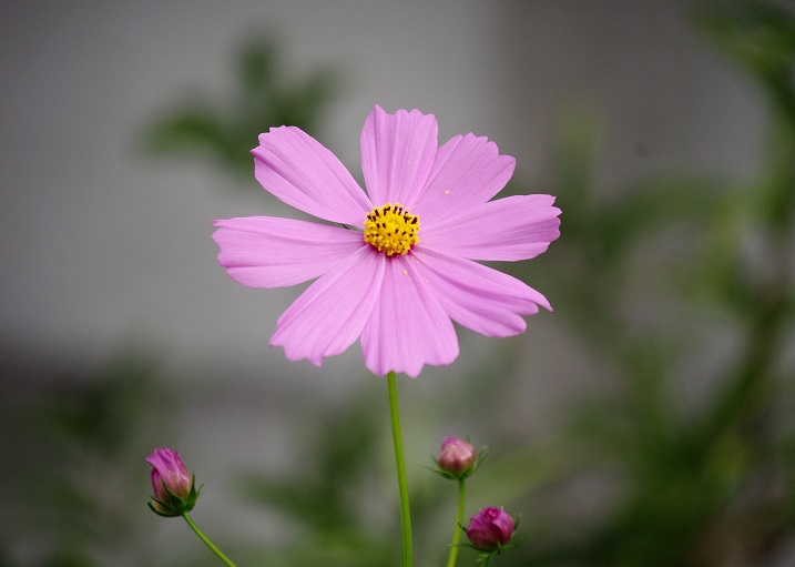 f:id:emukobb:20161010091728j:plain f:id:emukobb:20161010091728j:plain