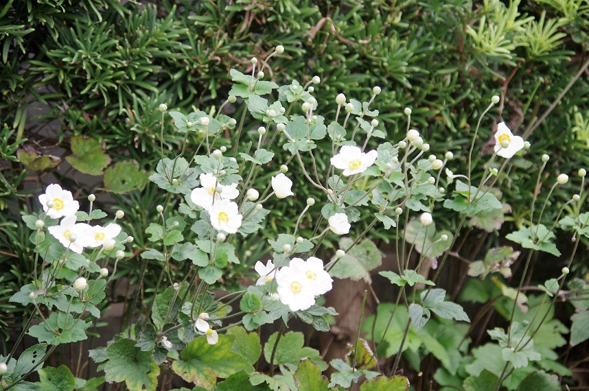 f:id:emukobb:20161010091800j:plain f:id:emukobb:20161010091800j:plain