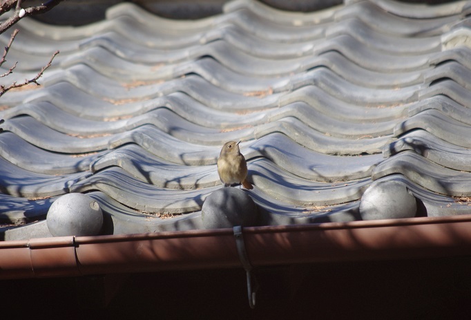 f:id:emukobb:20170105103837j:plain f:id:emukobb:20170105103837j:plain