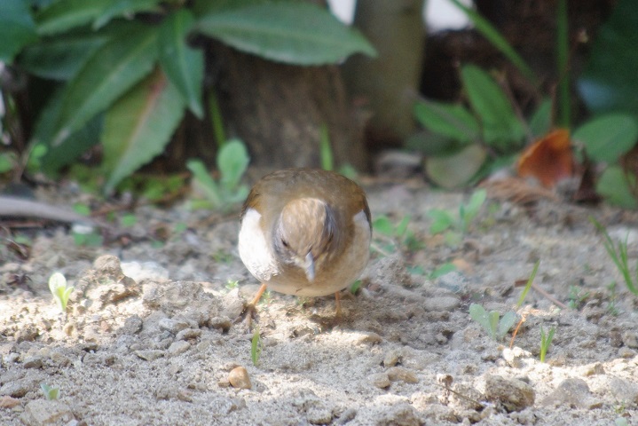 f:id:emukobb:20170320100713j:plain f:id:emukobb:20170320100713j:plain