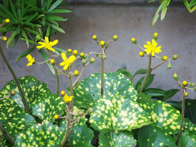 f:id:emukobb:20171027152501j:plain