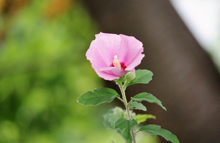 f:id:emukobb:20180727083709j:plain