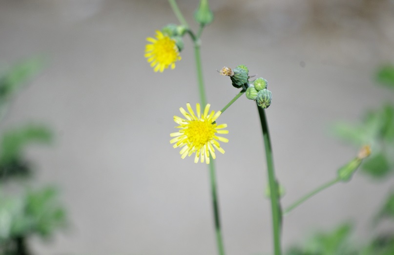 f:id:emukobb:20180924100028j:plain