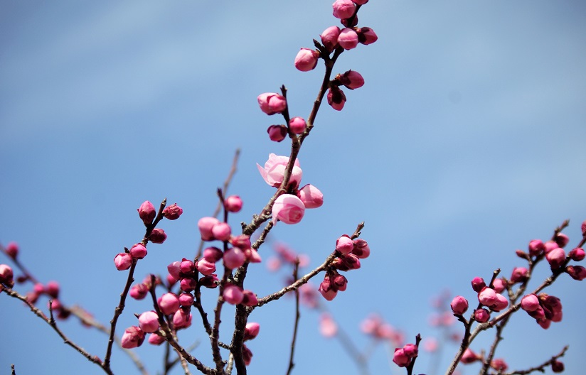 f:id:emukobb:20190225115904j:plain
