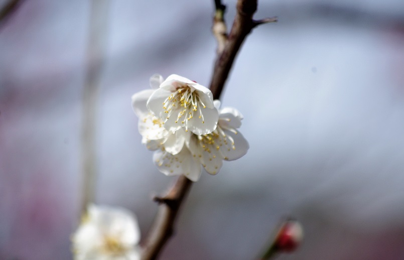 f:id:emukobb:20190225120054j:plain