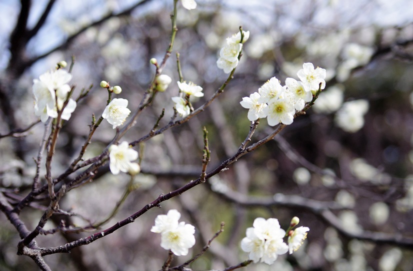 f:id:emukobb:20190225120225j:plain