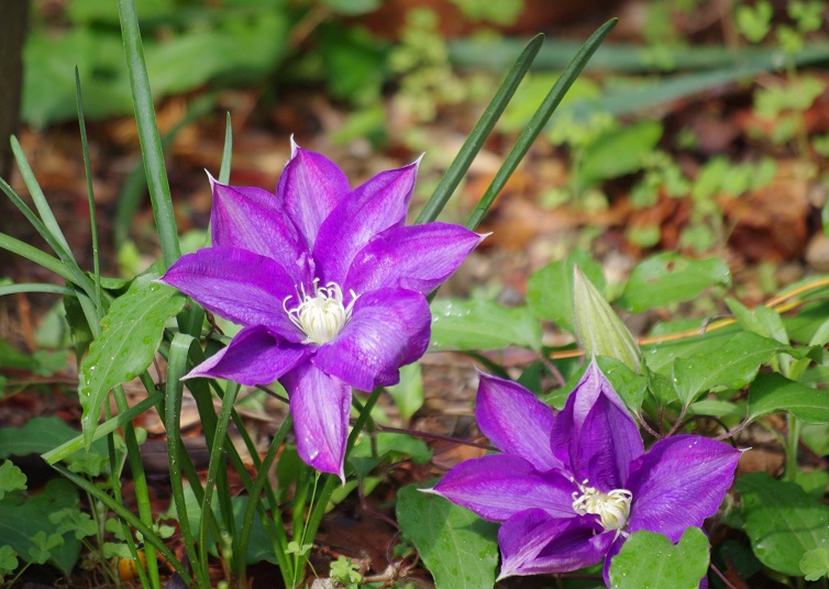 f:id:emukobb:20190425094115j:plain f:id:emukobb:20190425094115j:plain