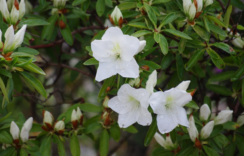 f:id:emukobb:20190425094323j:plain f:id:emukobb:20190425094323j:plain