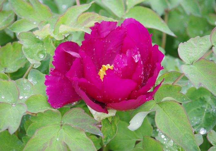 f:id:emukobb:20190425094413j:plain f:id:emukobb:20190425094413j:plain