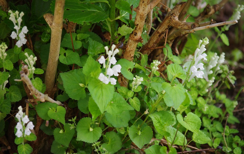 f:id:emukobb:20190425094521j:plain f:id:emukobb:20190425094521j:plain