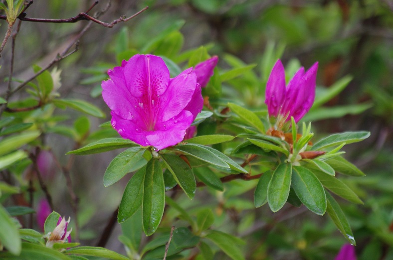 f:id:emukobb:20190425094951j:plain f:id:emukobb:20190425094951j:plain