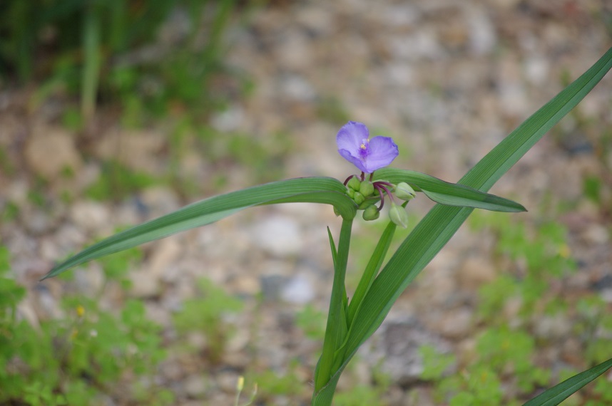 f:id:emukobb:20190509165416j:plain f:id:emukobb:20190509165416j:plain