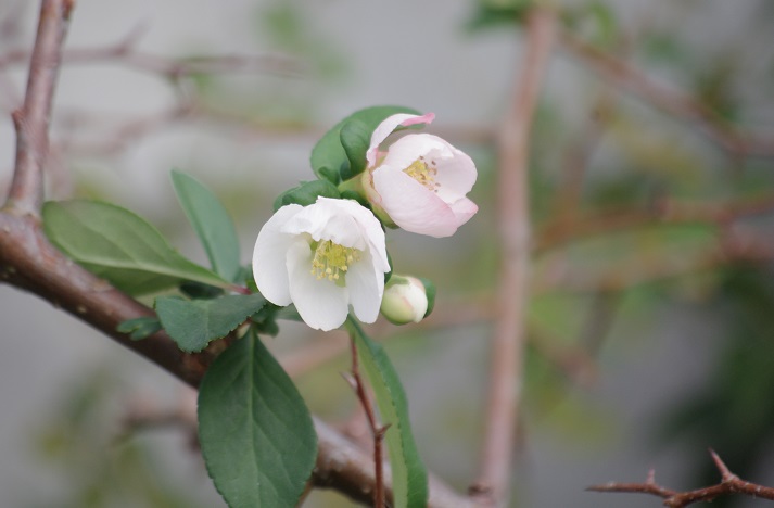 f:id:emukobb:20191113155933j:plain