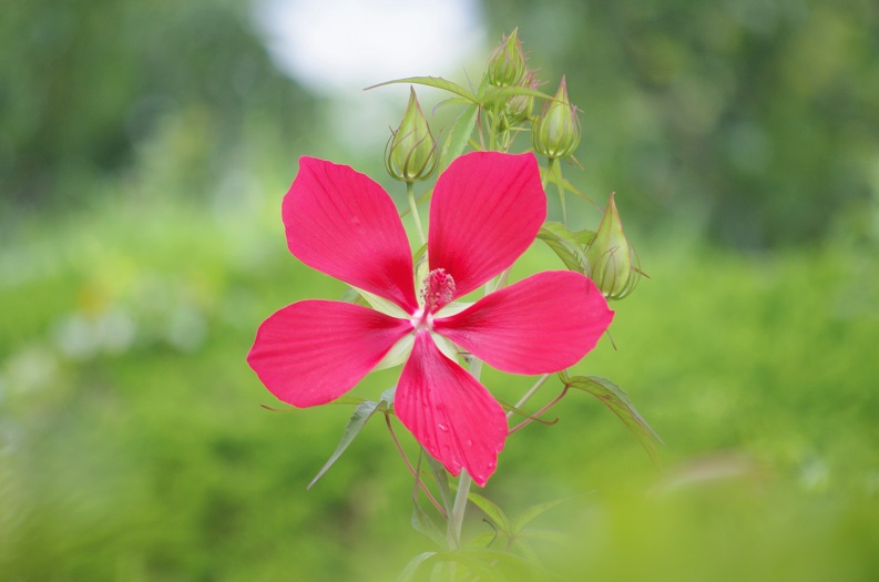 f:id:emukobb:20210715091553j:plain