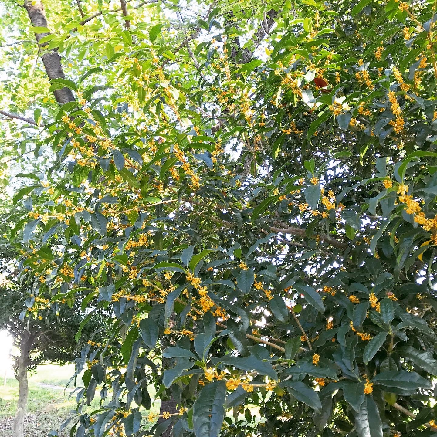 f:id:emustany:20201002225245j:plain