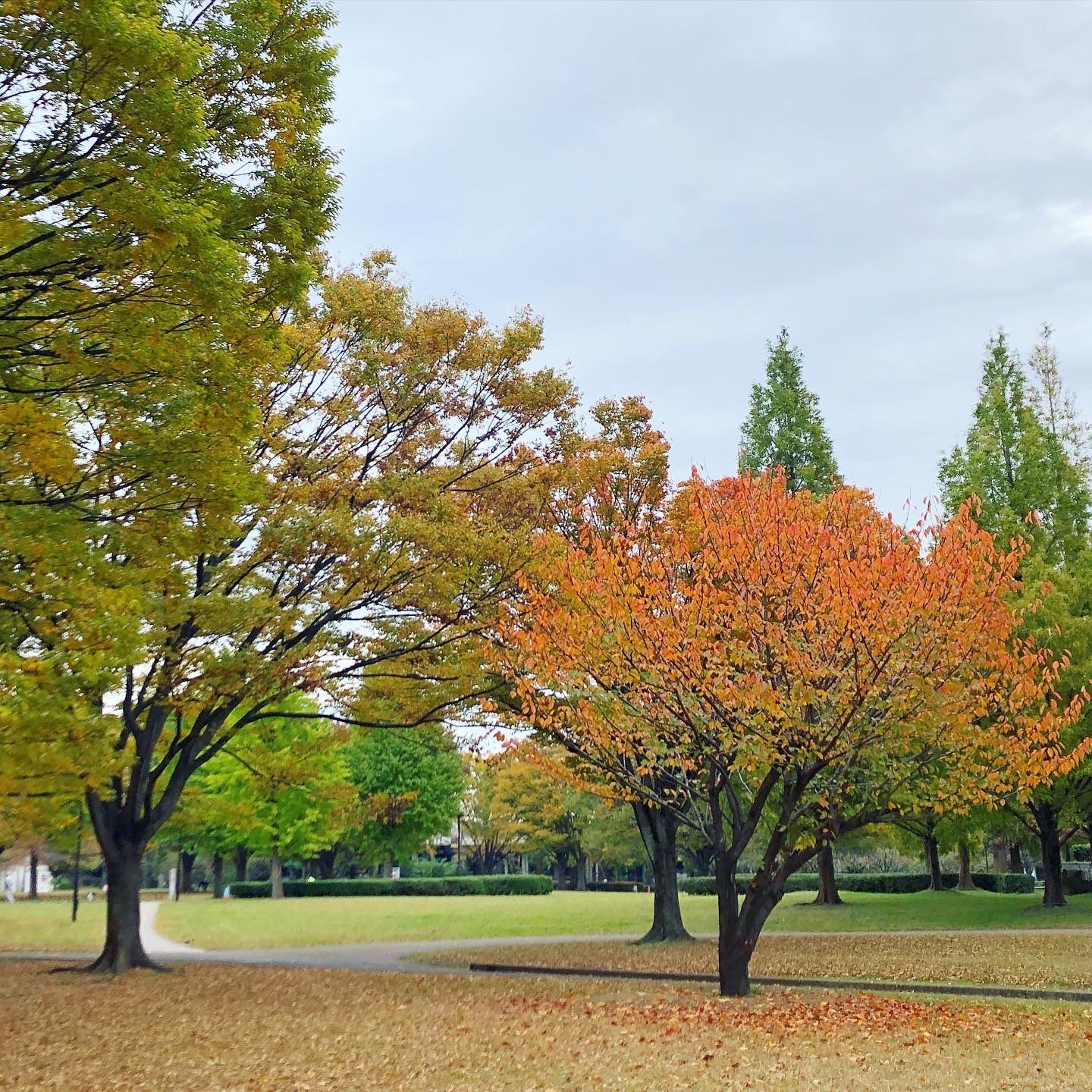 f:id:emustany:20201112121614j:plain f:id:emustany:20201112121614j:plain