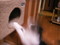 飛び上がろうとする猫