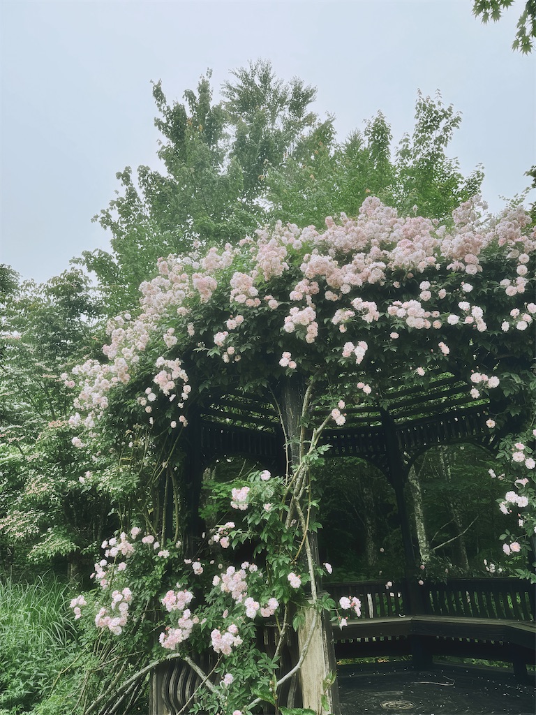 f:id:emymica:20260624165331j:image
