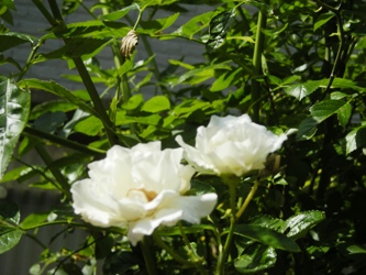 f:id:en108140:20140601091559j:image