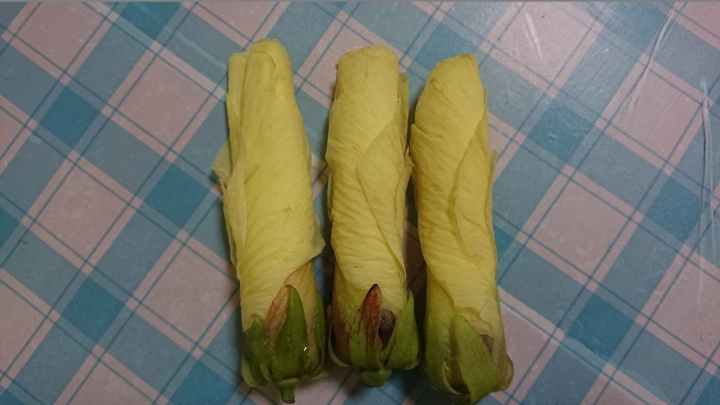 f:id:enasan2007:20180911231152j:plain