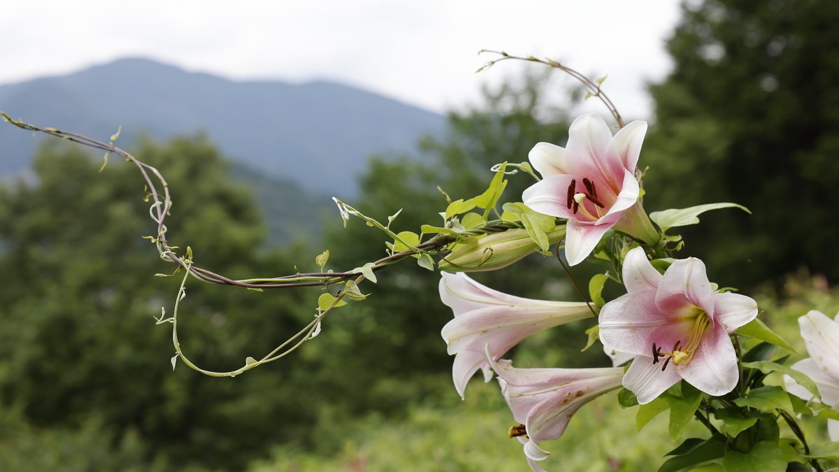 f:id:enasan2007:20210627160450j:plain