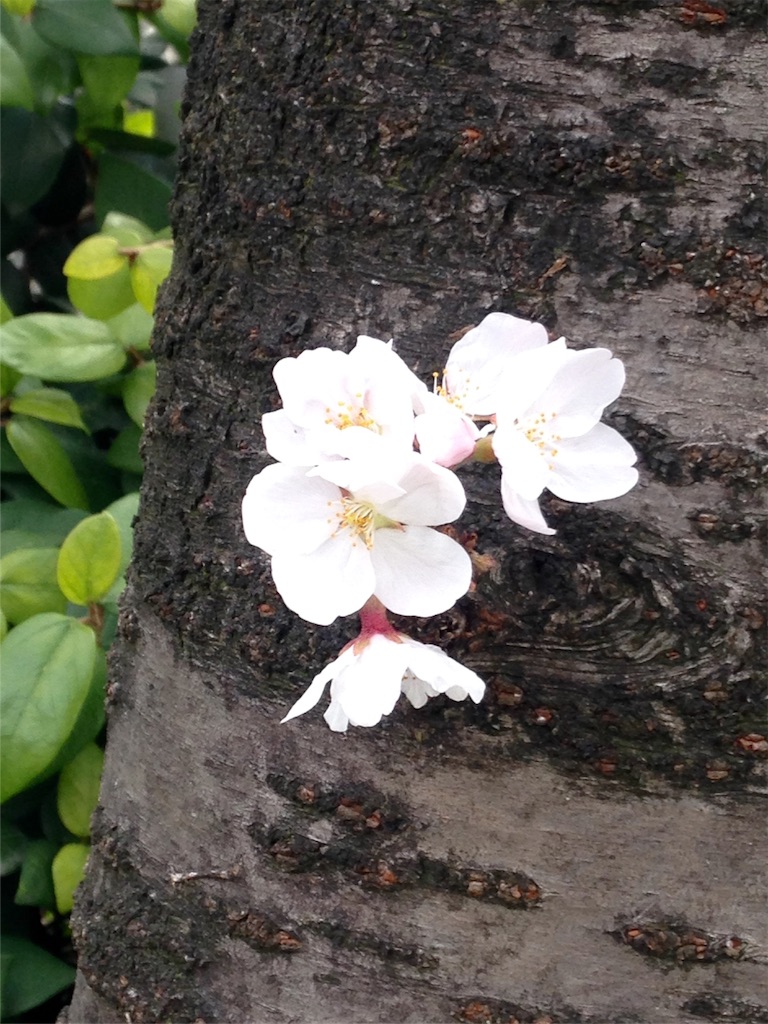 f:id:enchiko:20170324184746j:image f:id:enchiko:20170324184746j:image