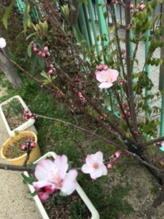 f:id:encho-sensei:20170326134137j:plain