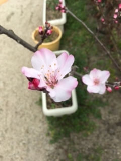 f:id:encho-sensei:20170326134140j:plain