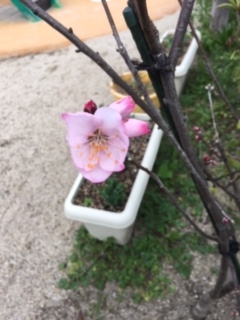 f:id:encho-sensei:20170326134141j:plain
