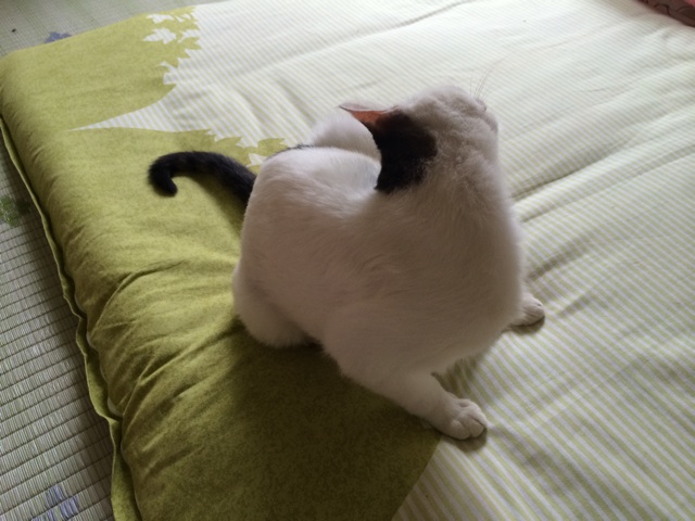 f:id:enchosu:20140902232257j:plain