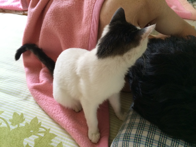 f:id:enchosu:20140902232311j:plain