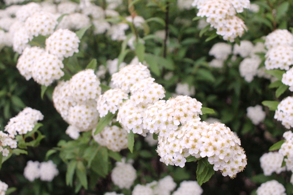 コデマリ 愛すべき雑草たち