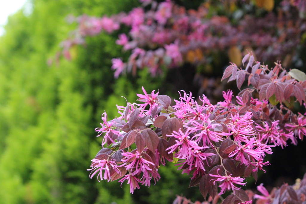 f:id:encyclopediaofweeds:20180205181710j:plain