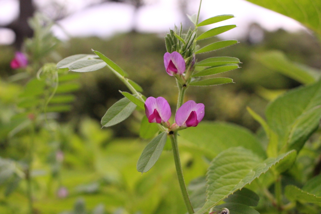 f:id:encyclopediaofweeds:20180205183438j:plain
