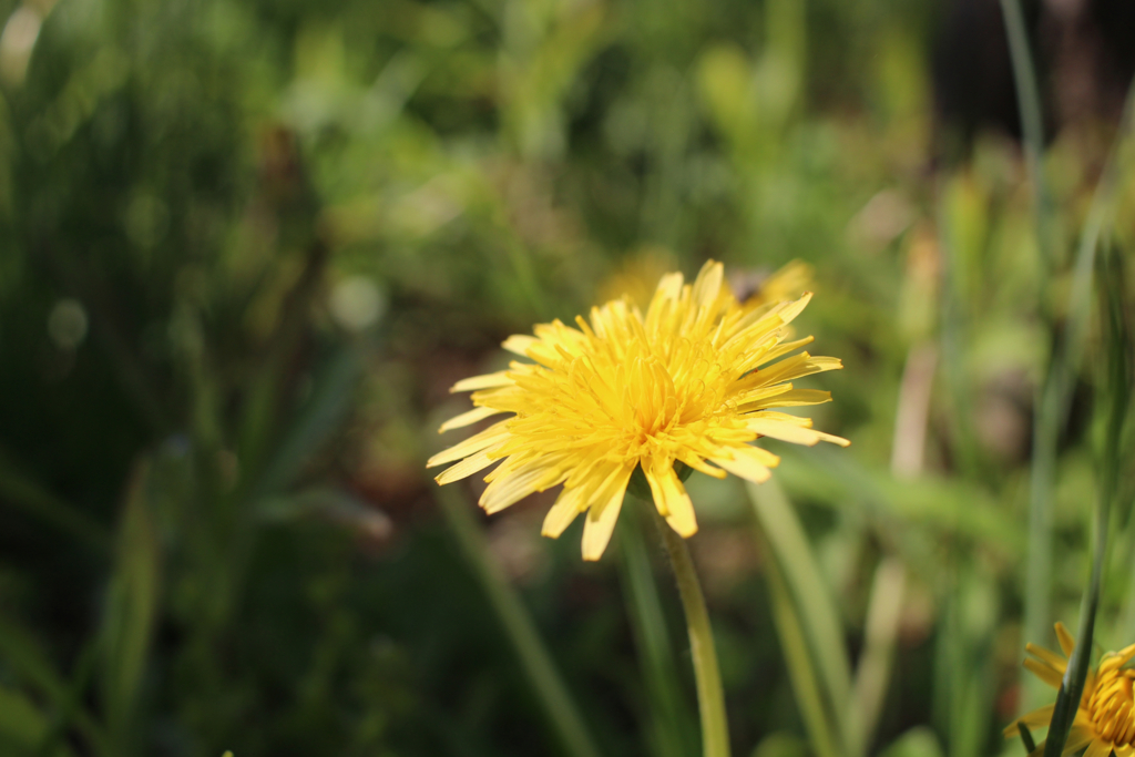 f:id:encyclopediaofweeds:20180205195223j:plain