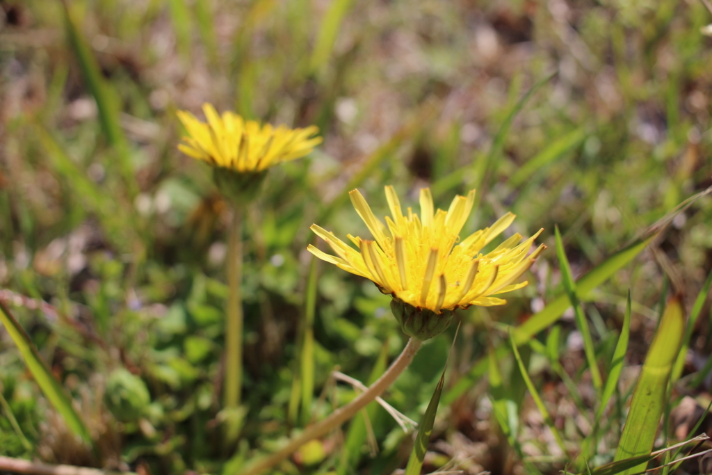 f:id:encyclopediaofweeds:20180205195321j:plain