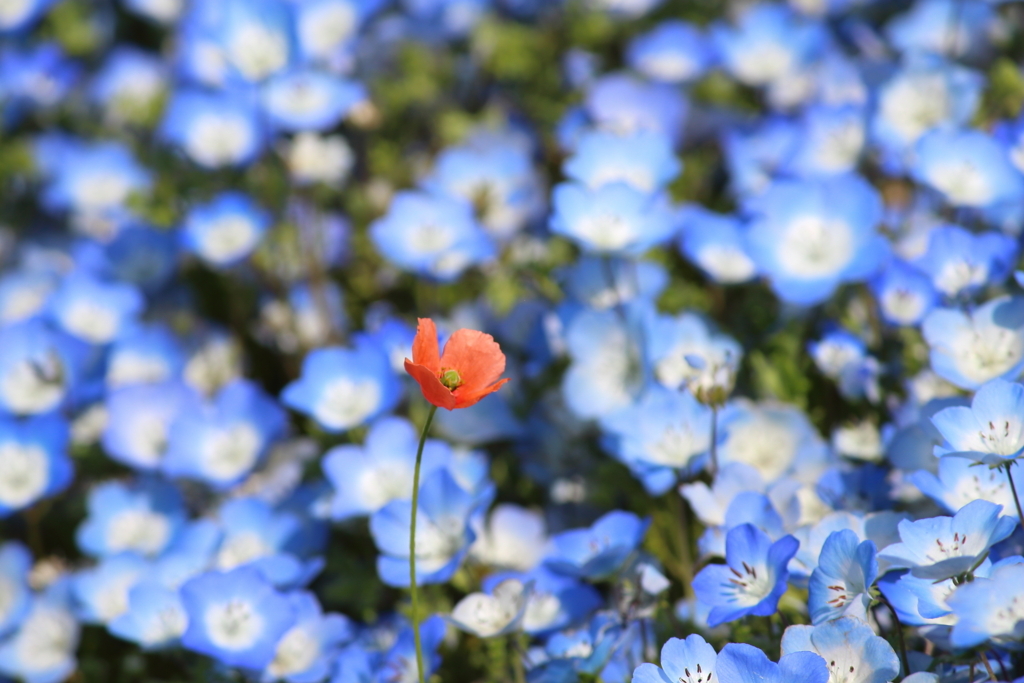 f:id:encyclopediaofweeds:20180205201805j:plain