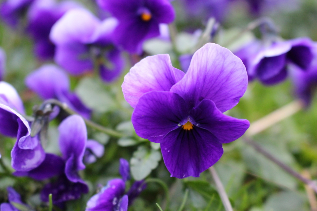 f:id:encyclopediaofweeds:20180205224637j:plain